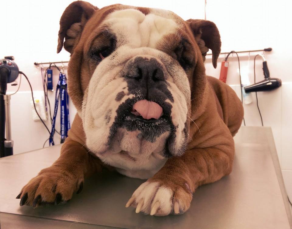 Engelse bulldog ligt op de trimtafel in de salon