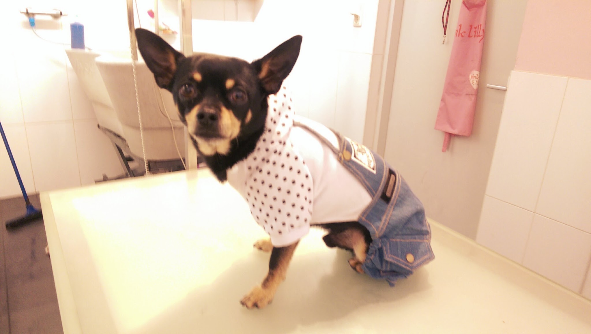 Chihuahua in een jasje met stippen op de trimtafel