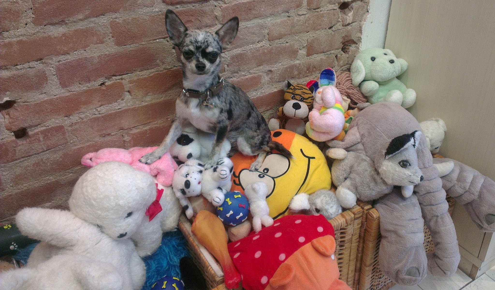 Chihuahua tussen knuffels tegen de bakstenen muur in de salon