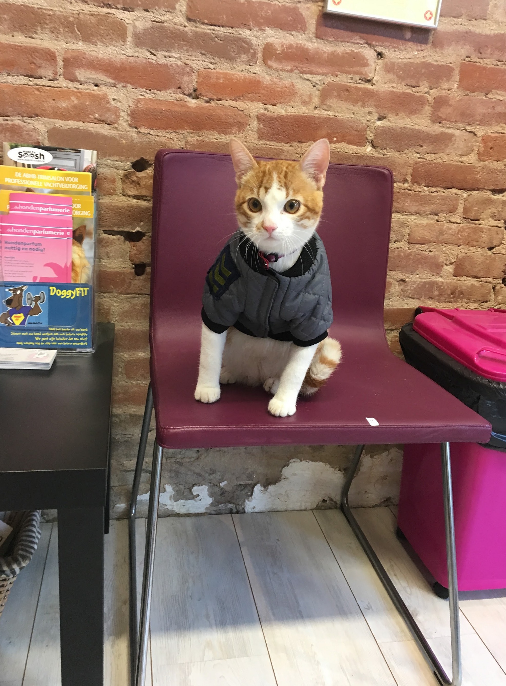 Rood-witte kat in een grijs jasje op een stoel in de wachtruimte